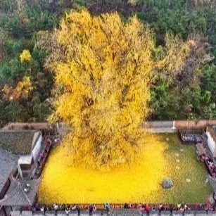 绛紫